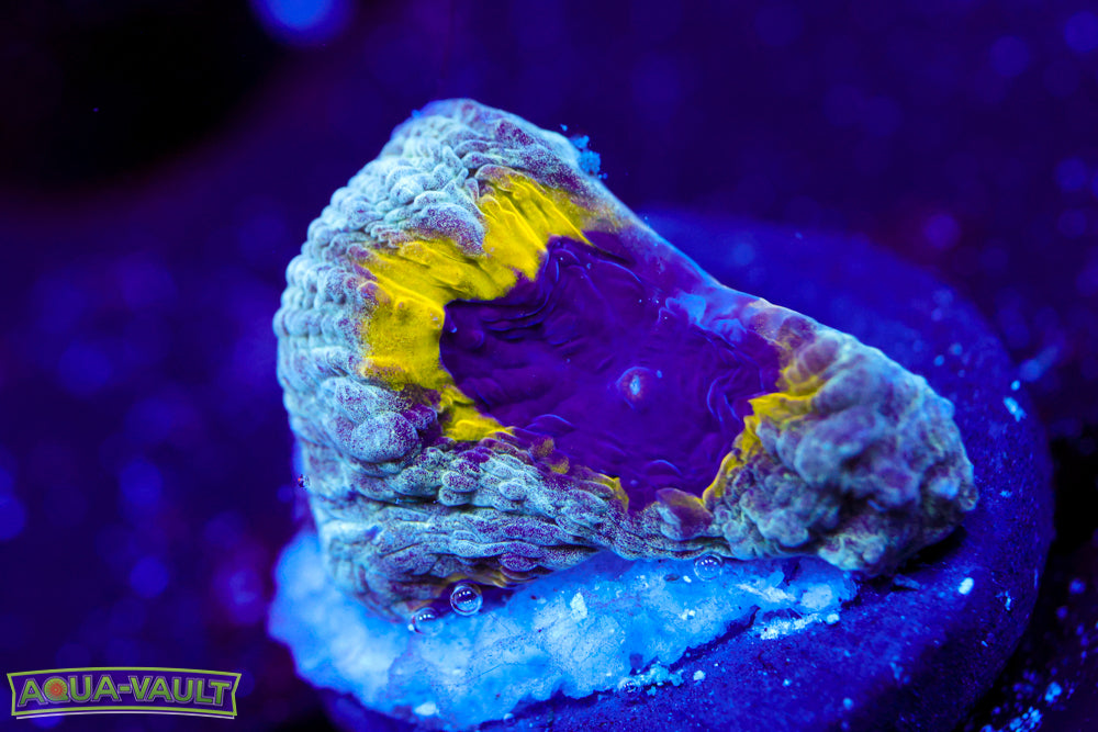 Lemony Slime Time Platygyra