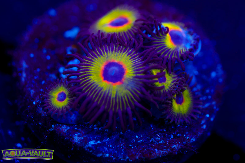 Bob Marley Cyphastrea