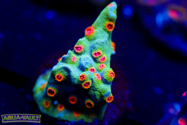 ECC Candyland Cyphastrea