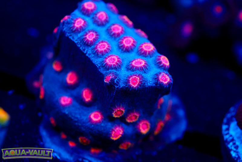 Meteor Shower Cyphastrea