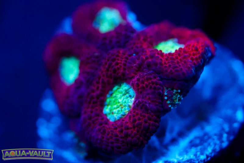 Darth Maul Micromussa 1