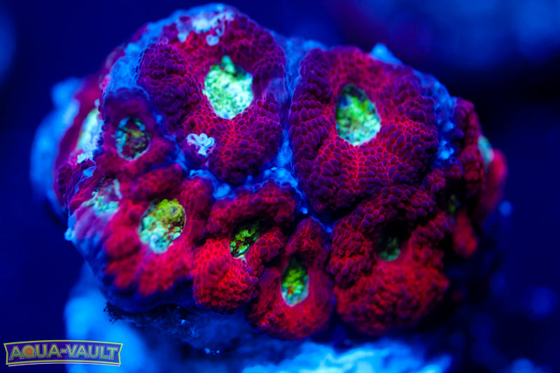 Darth Maul Micromussa 2