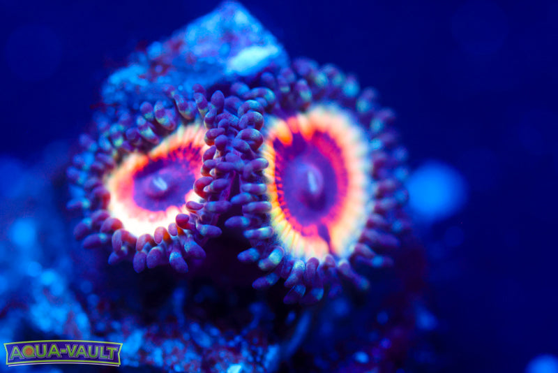 Solar Flare Zoa 1