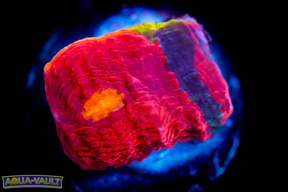 Rainbow Jellybean Chalice 1