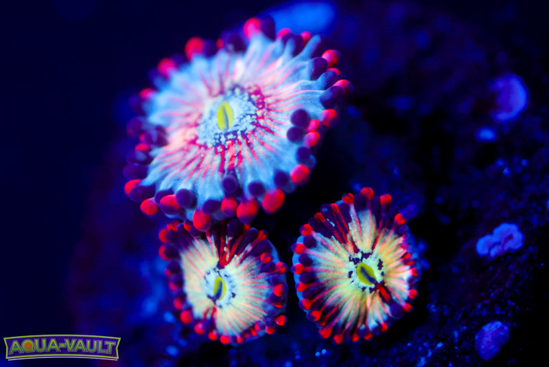 White Zombie Zoa