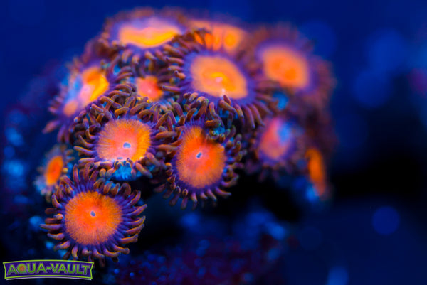 Kind Midas Zoa