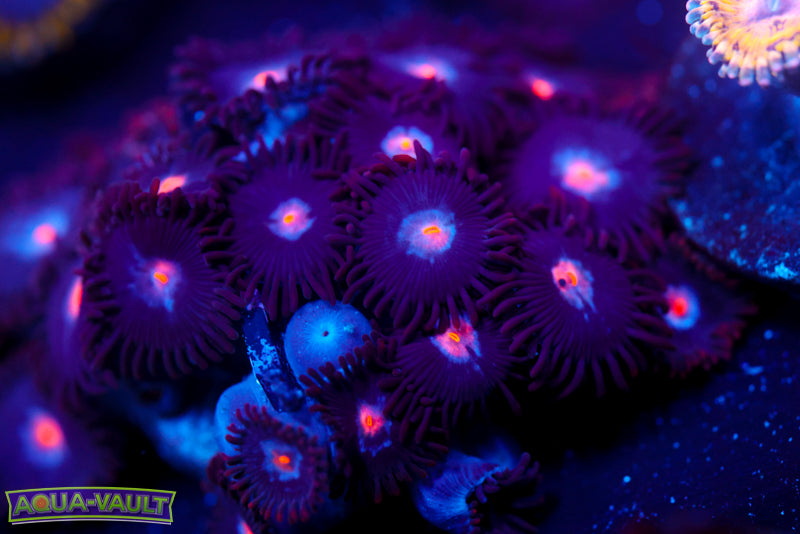 Mystique Zoa 1