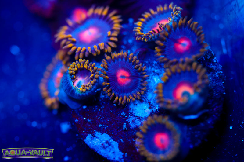 CV Blow Pop Zoa 1