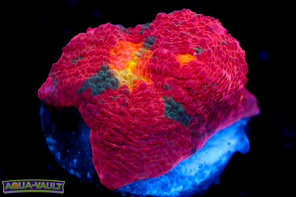 Rainbow Jellybean Chalice 2