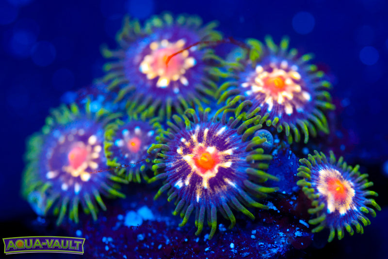 JF Stargazer Zoa 1