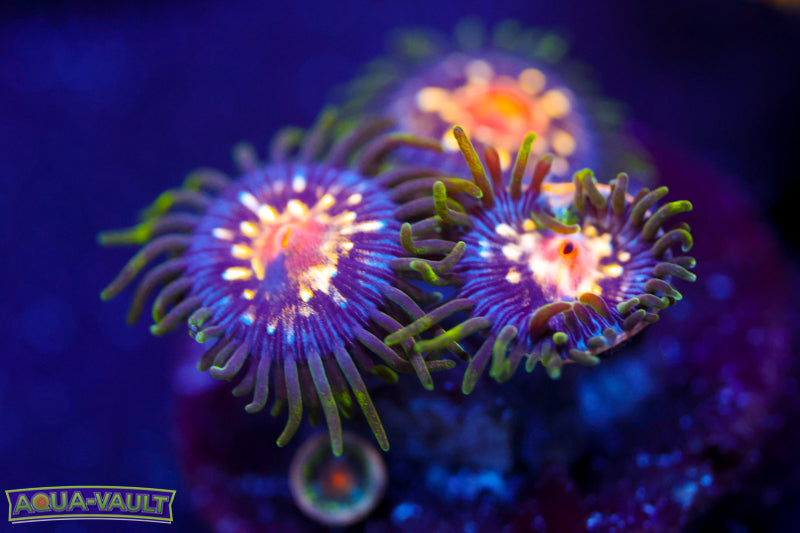 JF Stargazer Zoa 2