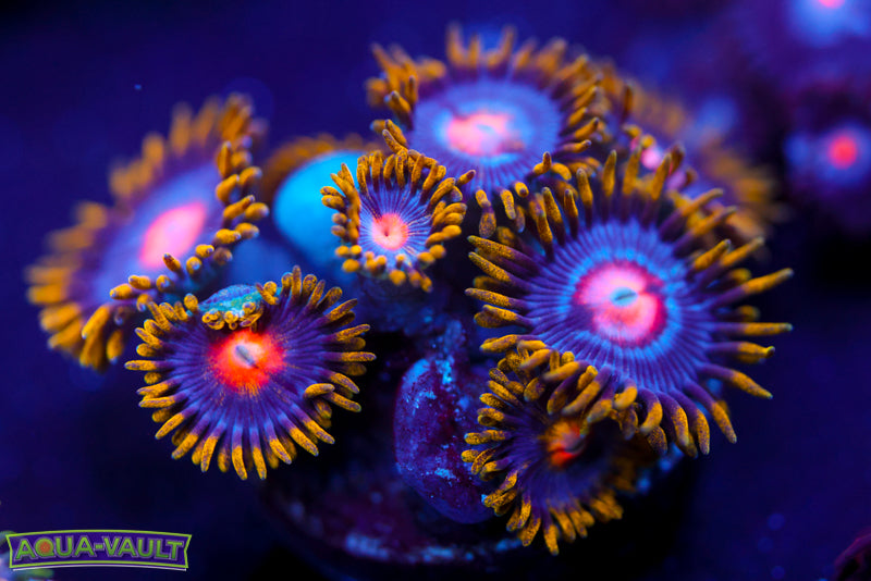 CV Blow Pop Zoa 2