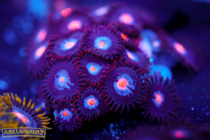Mystique Zoa 2