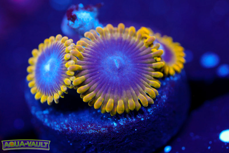 Yoda Zoa 1