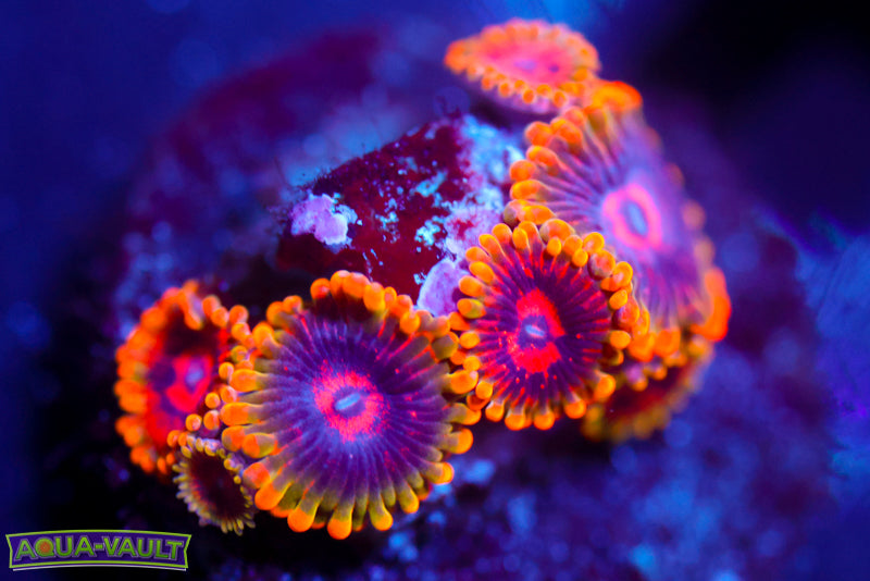 Mind Trick Zoa 1