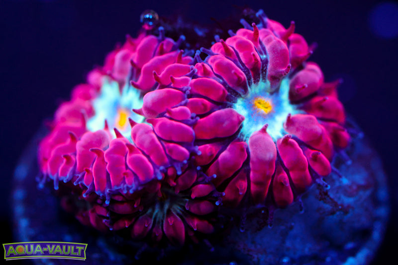 Blue Raven Blasto Merletti 3