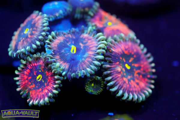 Hawaiian PE Zoa 1
