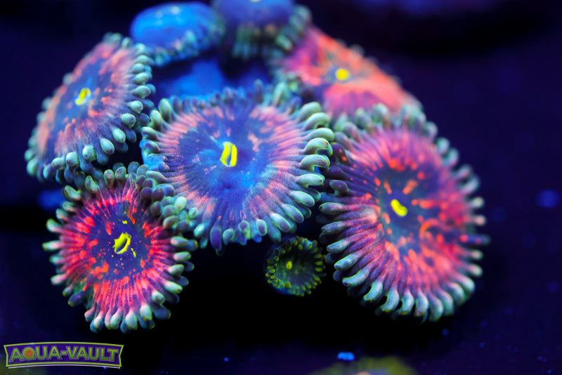 Hawaiian PE Zoa 1