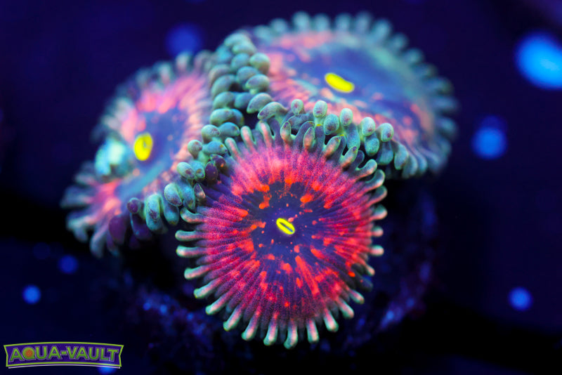 Hawaiian PE Zoa 2