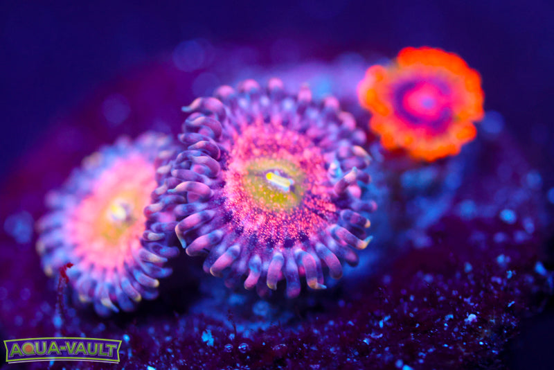 Chong Bong + Mind Trick Zoas