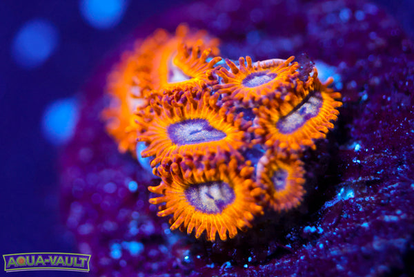 Pikachu Zoa
