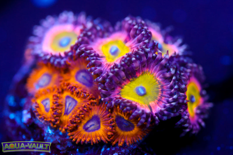 Pikachu + Pink Hippo Zoas