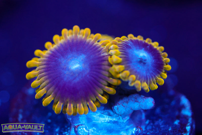Yoda Zoa 2