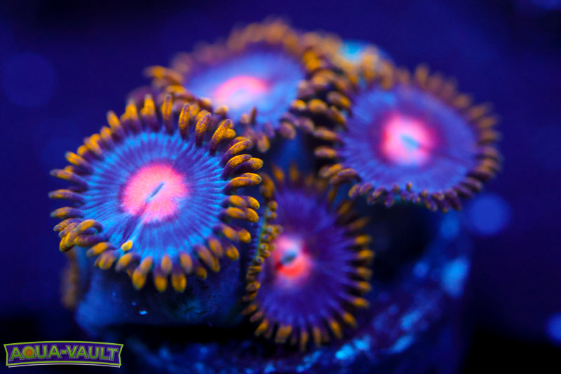 CV Blow Pop Zoa 3