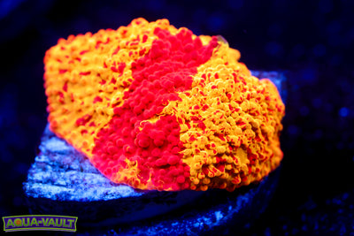 Jawbreaker Discosoma Mushroom (baller)