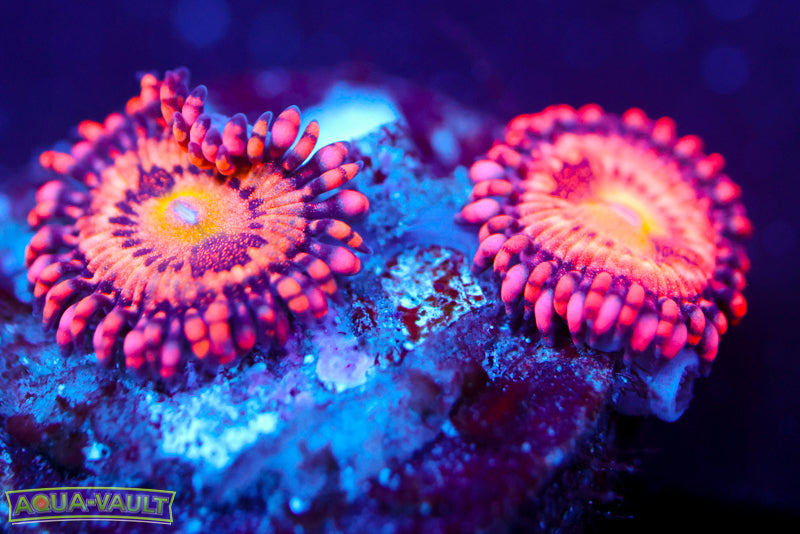 JF Crybaby Zoa