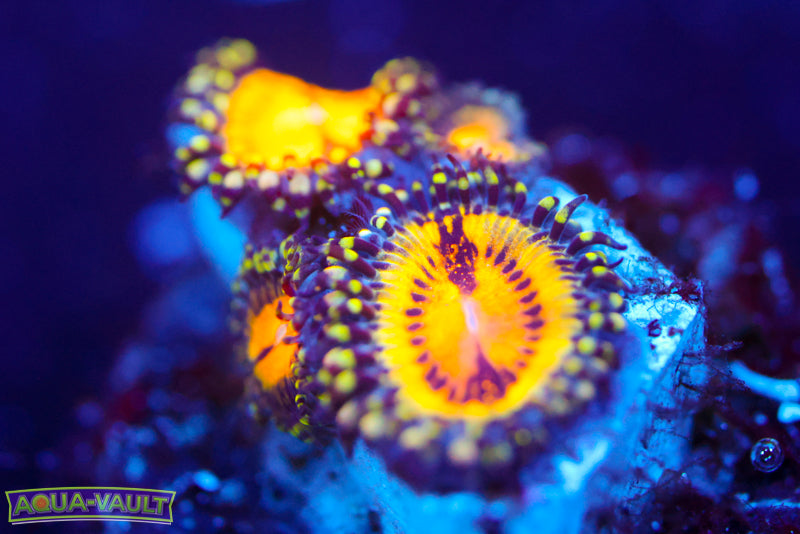 GB Butt Muncher Zoa 1