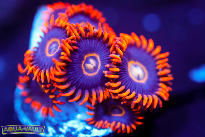 Rainbow Hornet Zoa 1
