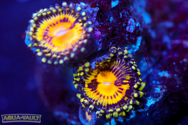 GB Butt Muncher Zoa 2