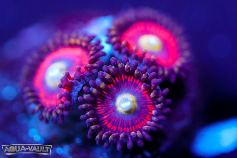 Powerball Zoa
