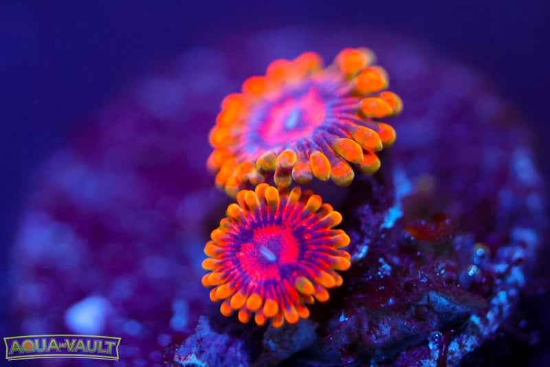 Mind Trick Zoa 2