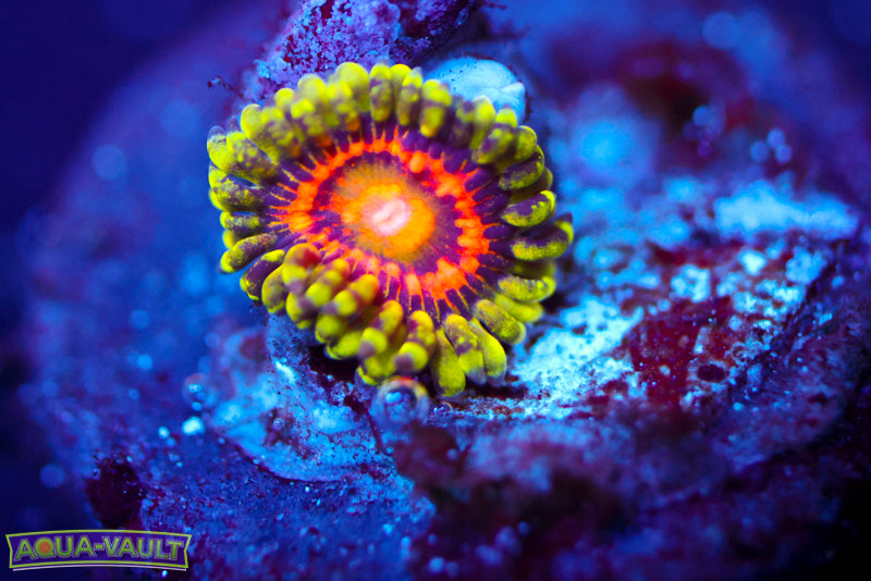 Rainbow Incinerator Zoa 1