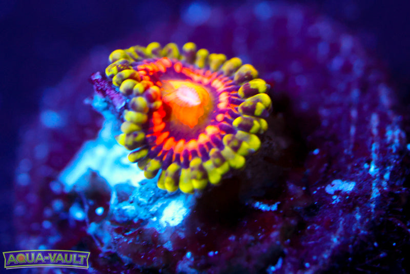 Rainbow Incinerator Zoa 2