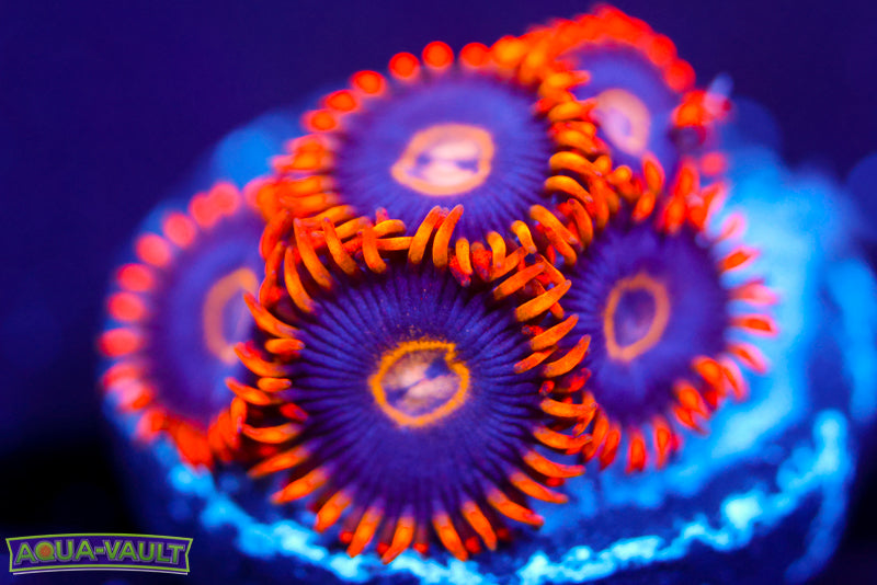 Rainbow Hornet Zoa 2
