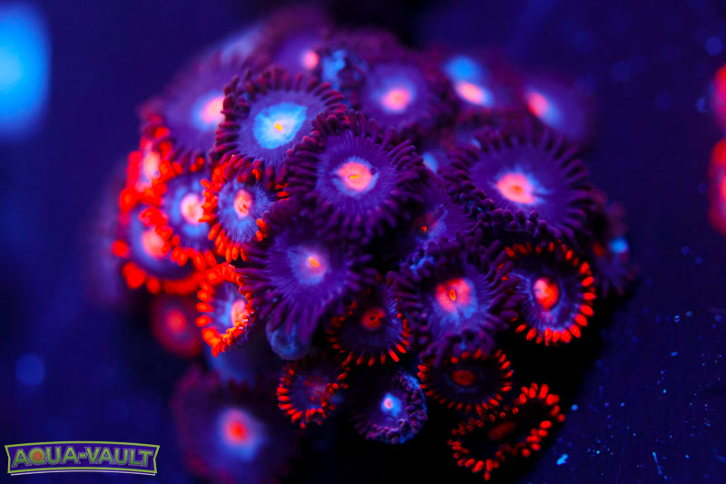 Snitches + Mystique Zoas