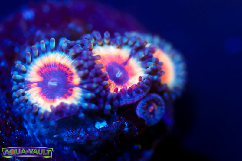 Solar Flare Zoa 2