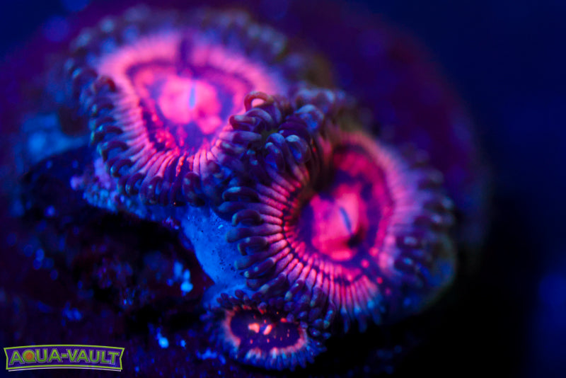 Shadow Prince Zoa