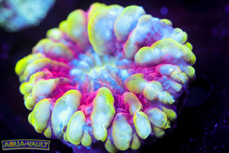 Ultra Rainbow Cynaria Coral (Rare)