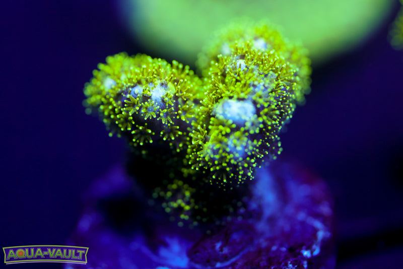Radioactive Pocillopora 1