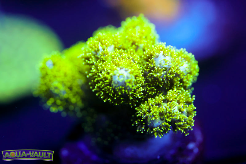 Radioactive Pocillopora 2