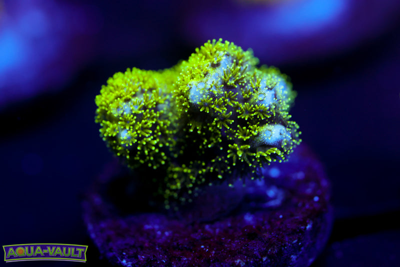 Radioactive Pocillopora 3