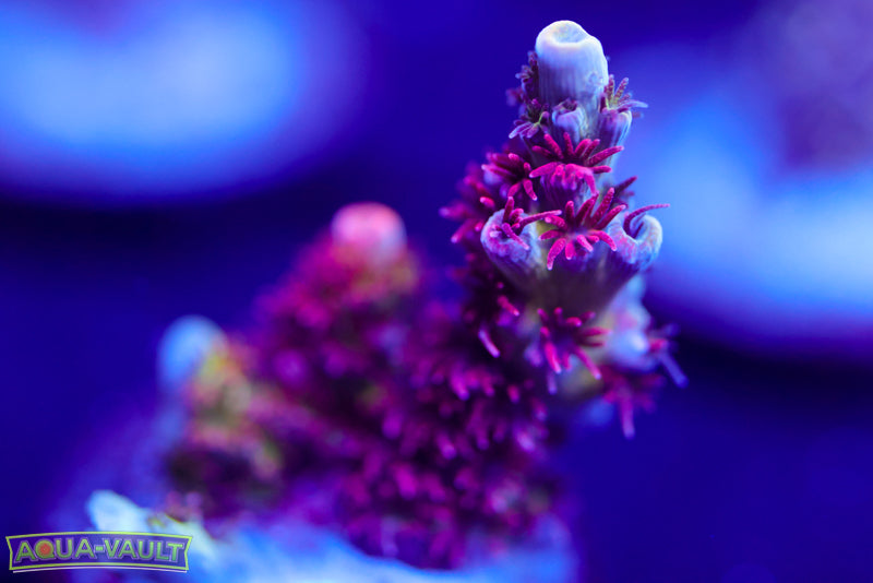 WWC Heart Breaker Acro 1