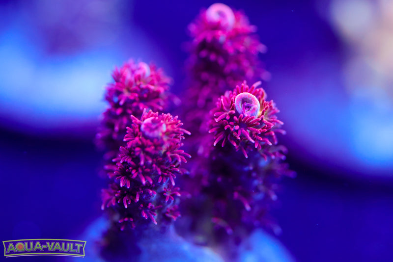 WWC Heart Breaker Acro 2