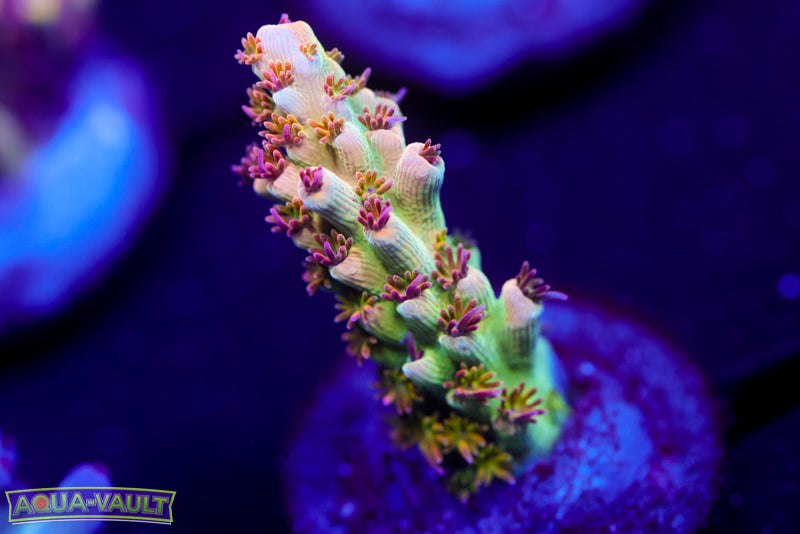 TGC Orange Creamsicle Acro