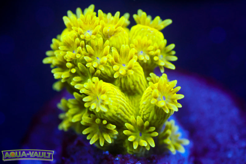 AV99 Orange Crush Acro 1