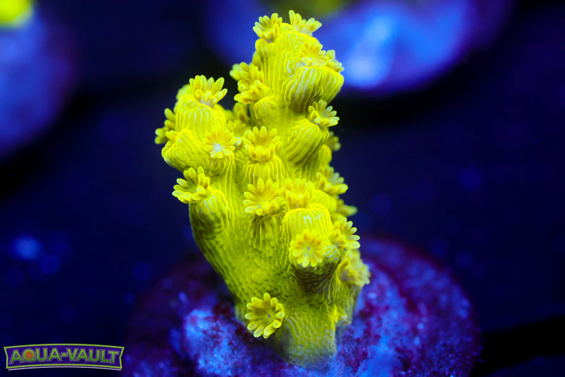 AV99 Orange Crush Acro 2